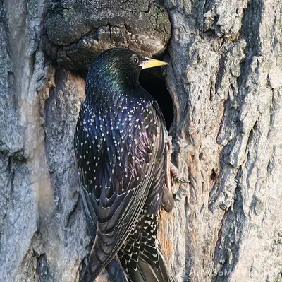 Обыкновенный скворец (Sturnus vulgaris) Common Starling - Скворцовые  (Sturnidae) - Воробьеобразные Passeriformes - Классификатор птиц Таганрога  и Неклиновского района - Птицы Ростовской обл.В основе-Птицы  Таганрога/Некл.р-на