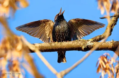 Весна - поет скворец / Spring - Starling singing. Photographer Ritam  Melgunov