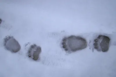 ВНИМАНИЕ! В лесах городского поселения Кубинка были обнаружены следы медведя  - Администрация сельского поселения Успенское