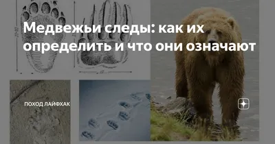 В Дрогичинском районе заметили след медведя: что это было?