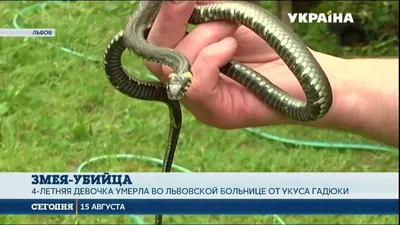 Что делать, если укусила змея - советы эксперта - РИА Новости Крым,  05.05.2019