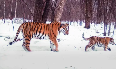 Следы Тигра тигриные тропы (Алексей Малышев Сказитель) / Проза.ру