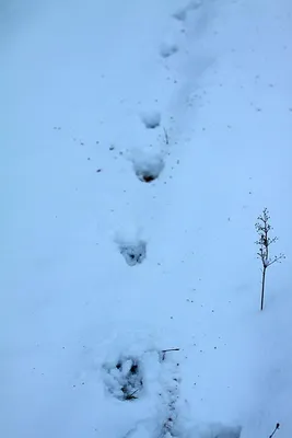 Следы животных на снегу, фото с названиями / Сибирский охотник