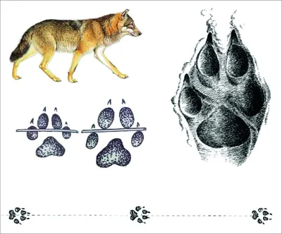 Как отличить след волка от следа собаки? Как выглядит след медведя? -  YouTube
