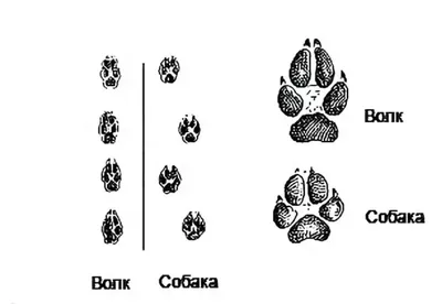 След волка стоковое фото. изображение насчитывающей страна - 29179666