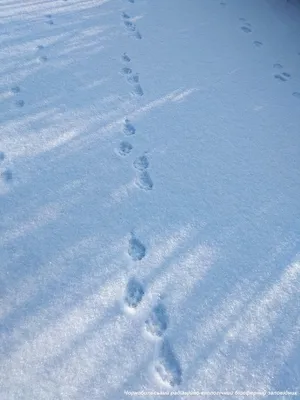 В Тверской области жители за волков приняли собаку с кошкой | 10.01.2020 |  Тверь - БезФормата