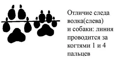 Как отличить след волка от собачьего. | Лесник | Дзен