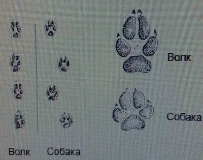 След волка. | Форум Питерского Охотника