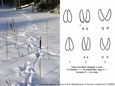 Здесь были белка и заяц: как определить животное по отпечаткам лап на снегу
