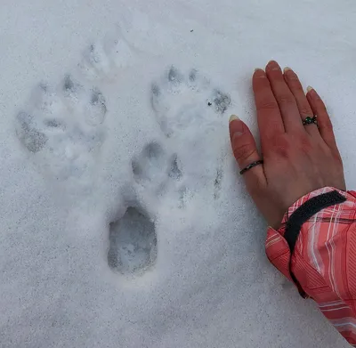 Мосприрода ВАО - По следам животных👣👣👣 Следы белки🐾 Зимой... | Facebook