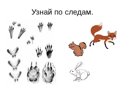 Белка и её следы на снегу