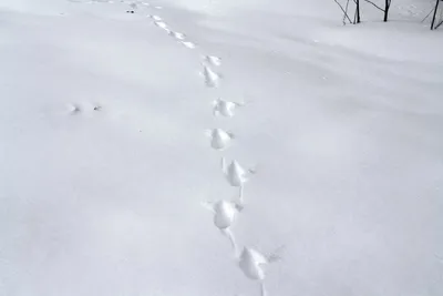 Белка и снег - YouTube