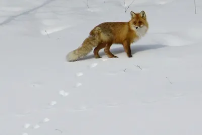 Следы кабана на снегу запечатлели на Труворовом городище. ФОТО : Псковская  Лента Новостей / ПЛН