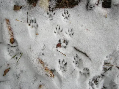 Мосприрода ВАО - По следам животных👣👣👣 Следы белки🐾 Зимой... | Facebook