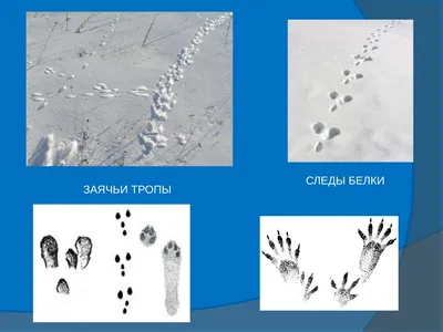 По следам на снегу». Животные Первомайского района | Интерактивное  образование