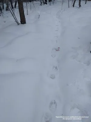 Следы Белки В Глубоком Снегу Шведский Lapland6 — стоковые фотографии и  другие картинки Без людей - Без людей, Белка, Берёза - iStock