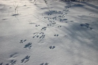 Следы кабана в лесу летом - 41 фото