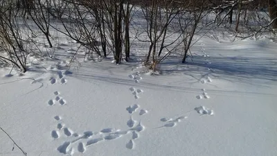 Следы зверей на снегу