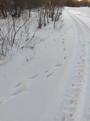 [74+] Следы лисы на снегу фото