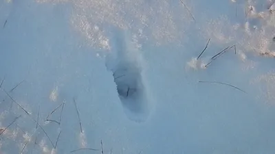 В Нижне-Свирском заповеднике рассказали, как определить на снегу следы  лисицы