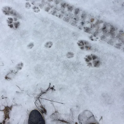 Под утренним светом, Следы 👣 волка…» — создано в Шедевруме