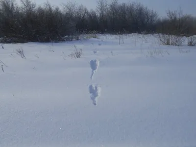 Следы зверей на снегу