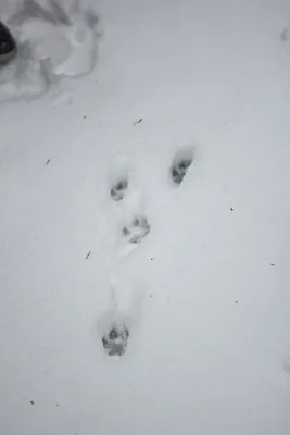 След волка на белой снежной предпосылке Взгляд природы снега зимы Стоковое  Фото - изображение насчитывающей природа, волчанка: 134971822