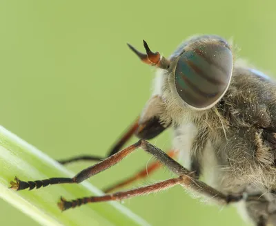 Шерше ля фам, или Какие слепни и комары нас кусают? | RMK