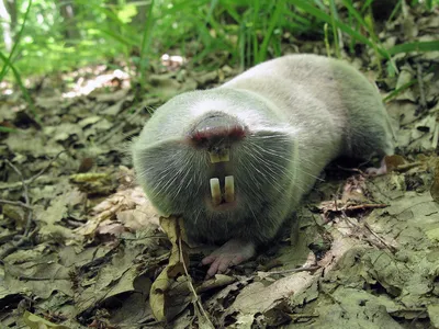 Слепыш обыкновенный (Spalax microphthalmus). Фото на сайте \