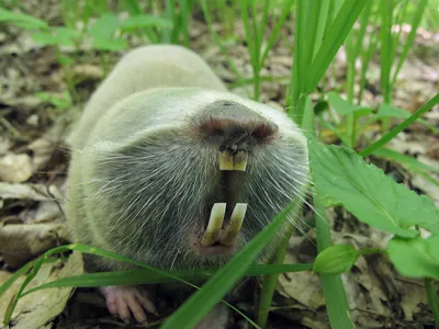 Слепыш обыкновенный (Spalax microphthalmus). Фото на сайте \