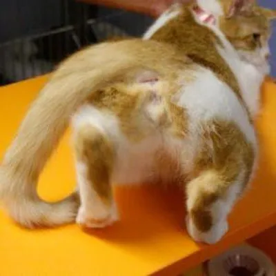 Выделения у кошки при беременности - картинки и фото koshka.top