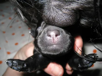 Родовспоможение, за 1 час для собак в ветеринарной клинике SQ-lap