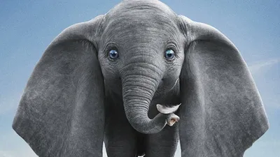 Walt Disney. Слоненок Дамбо. (DVD) (упрощенное издание) - купить мультфильм  /Dumbo/ на DVD с доставкой. GoldDisk - Интернет-магазин Лицензионных DVD.