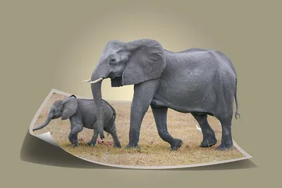 Слон с опущенным хоботом фото