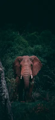 Обои Слон, слоны и мамонты, живая природа, наземные животные, африканский  слон для iPhone XS Max бесплатно, заставка 1242x2688 - скачать картинки и  фото