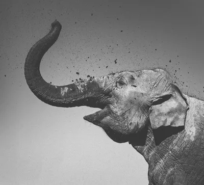Слон андеграунд - 75 фото
