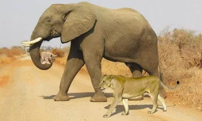 Правдива ли фотография, на которой слон несёт в хоботе львёнка? -  Проверено.Медиа