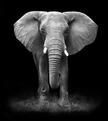 Фотообои Слон на черном фоне 21842 купить в Украине | Интернет-магазин  Walldeco.ua