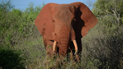 Разъяренный слон смял капот пикапа и вытолкнул его с дороги. Видео из ЮАР -  09.06.2021, Sputnik Кыргызстан