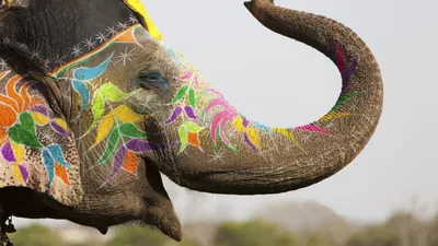 Обои фестиваль слонов, Слон, индийский слон, Всемирный День Слонов,  растение Full HD, HDTV, 1080p 16:9 бесплатно, заставка 1920x1080 - скачать  картинки и фото