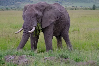 Слона африканского фото