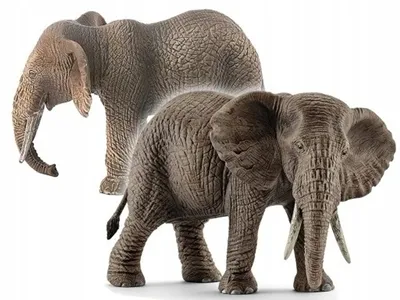 Азиатский слон — Википедия