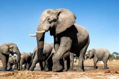 Является ли фактом то, что Африканский слон — это очень социальное  африканское животное? | Немного о животных | Дзен