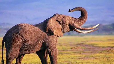Хороший день” для африканского слона | ShareAmerica