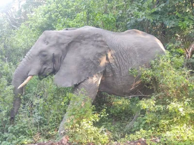 СИТЕС: африканские слоны по-прежнему гибнут от рук браконьеров | Новости ООН