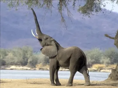Слона с поднятым хоботом фото