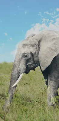 Обои хобот слона, африканский слон Буша, Слон, Лев, облако для Samsung  Galaxy S8/S8+/S9/S9+/Note 8/Note 9 QHD бесплатно, заставка 1440x2960 -  скачать картинки и фото