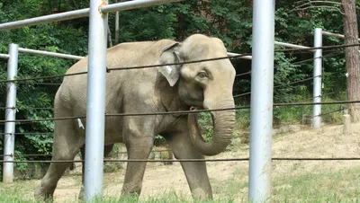 Слониха судится за свою свободу в США – уникальная история