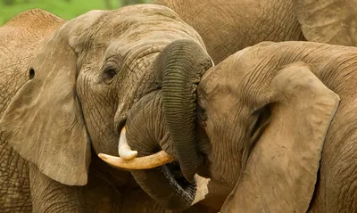 Сколько весят зубы слона?