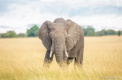 Какого размера у слона? | Пикабу